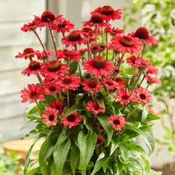Echinacea SunSeekers Red ('Apecssired') (SunSeekers Series) -Deals Green4Ever Store pl2000045050 card2 lg