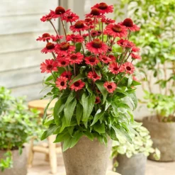 Echinacea SunSeekers Red ('Apecssired') (SunSeekers Series) -Deals Green4Ever Store pl2000045050 card3 lg