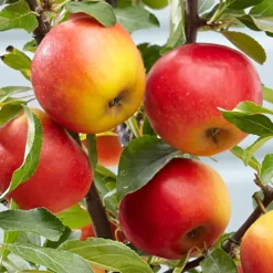 Apple 'Elstar' 4 Apple 'Elstar' -Deals Green4Ever Store pl2000045278 card2 lg