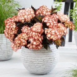 Hydrangea Macrophylla 'Light My Fire' (Black Diamonds Series) -Deals Green4Ever Store pl2000045402 card3 lg