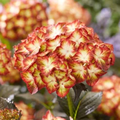 Hydrangea Macrophylla 'Light My Fire' (Black Diamonds Series) -Deals Green4Ever Store pl2000045402 card4 lg