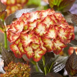 Hydrangea Macrophylla 'Light My Fire' (Black Diamonds Series) -Deals Green4Ever Store pl2000045402 card5 lg