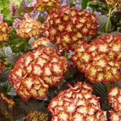 Hydrangea Macrophylla 'Light My Fire' (Black Diamonds Series) -Deals Green4Ever Store pl2000045402 card6 lg