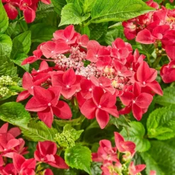 Hydrangea Macrophylla 'Teller Red' -Deals Green4Ever Store pl2000045404 card2 lg