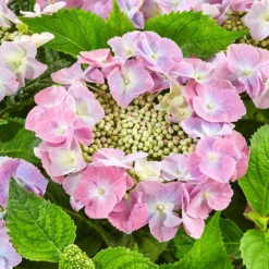 Hydrangea Macrophylla 'Teller Pink' -Deals Green4Ever Store pl2000045405 card2 lg