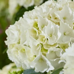Hydrangea Macrophylla 'White' -Deals Green4Ever Store pl2000045407 card3 lg