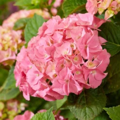 Hydrangea Macrophylla 'Pink' -Deals Green4Ever Store pl2000045410 card2 lg