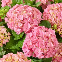 Hydrangea Macrophylla 'Pink' -Deals Green4Ever Store pl2000045410 card3 lg