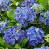 Hydrangea Macrophylla 'Blue'