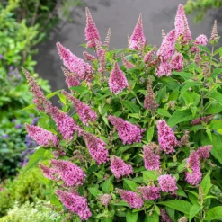 Buddleja Little Pink (’BotEx 005’) (PBR) (Butterfly Candy Series) -Deals Green4Ever Store pl2000045428 card3 lg