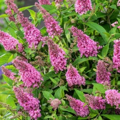 Buddleja Little Pink (’BotEx 005’) (PBR) (Butterfly Candy Series) -Deals Green4Ever Store pl2000045428 card4 lg