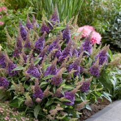 Buddleja Little Lila (’BotEx 004’) (PBR) (Butterfly Candy Series) 6 Buddleja Little Lila (’BotEx 004’) (PBR) (Butterfly Candy Series) -Deals Green4Ever Store pl2000045429 card3 lg