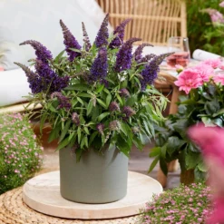 Buddleja Little Purple (’BotEx 001’) (PBR) (Butterfly Candy Series) -Deals Green4Ever Store pl2000045430 card5 lg