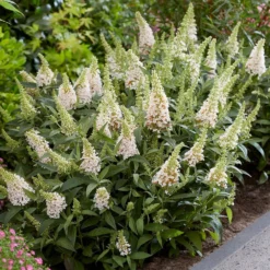 Buddleja Little White (’BotEx 003’) (PBR) (Butterfly Candy Series) -Deals Green4Ever Store pl2000045432 card3 lg