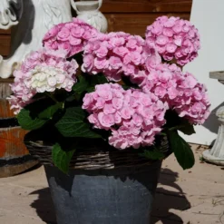 Hydrangea Macrophylla Love ('Youme H1917') (PBR) 7 Hydrangea Macrophylla Love ('Youme H1917') (PBR) -Deals Green4Ever Store pl2000045449 card3 lg
