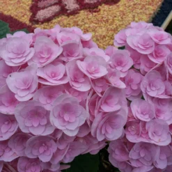 Hydrangea Macrophylla Love ('Youme H1917') (PBR) 8 Hydrangea Macrophylla Love ('Youme H1917') (PBR) -Deals Green4Ever Store pl2000045449 card4 lg