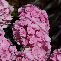 Hydrangea Macrophylla Love ('Youme H1917') (PBR) 9 Hydrangea Macrophylla Love ('Youme H1917') (PBR) -Deals Green4Ever Store pl2000045449 card5 lg