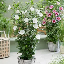 Hibiscus Syriacus Flower Tower White ('Gandini Van Aart') (PBR) -Deals Green4Ever Store pl2000045454 card2 lg