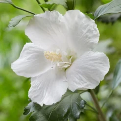 Hibiscus Syriacus Flower Tower White ('Gandini Van Aart') (PBR) -Deals Green4Ever Store pl2000045454 card3 lg