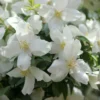 Philadelphus 'Dame Blanche'