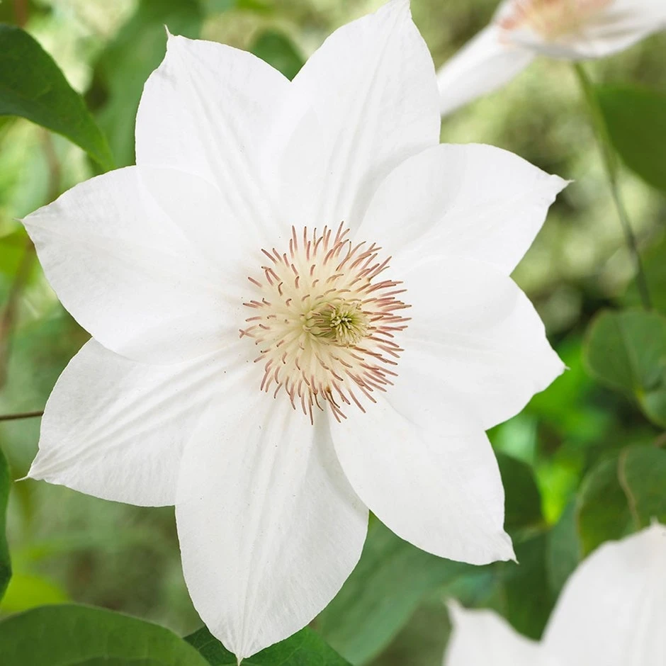 Clematis 'Mrs George Jackman' 1 Clematis 'Mrs George Jackman'