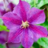 Clematis 'Star Of India'