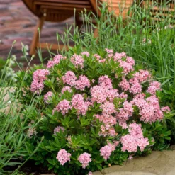 Rhododendron Bloombux Magenta ('Microhirs9') (PBR) -Deals Green4Ever Store pl2000045584 card3 lg