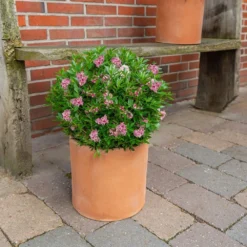 Rhododendron Bloombux Magenta ('Microhirs9') (PBR) -Deals Green4Ever Store pl2000045584 card4 lg