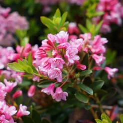 Rhododendron Bloombux Magenta ('Microhirs9') (PBR) -Deals Green4Ever Store pl2000045584 card5 lg