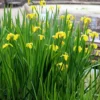 Iris Pseudacorus