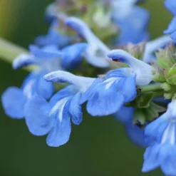 Salvia Uliginosa -Deals Green4Ever Store pl2000045777 card2 lg