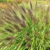 Pennisetum Alopecuroides F. Viridescens