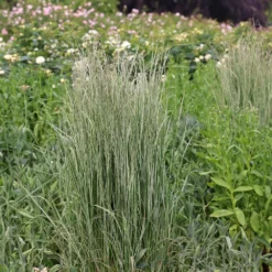 Calamagrostis × Acutiflora 'Overdam' -Deals Green4Ever Store pl2000045813 card3 lg