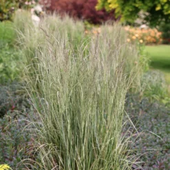 Calamagrostis × Acutiflora 'Overdam' -Deals Green4Ever Store pl2000045813 card4 lg