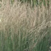 Molinia Caerulea Subsp. Caerulea 'Moorflamme'