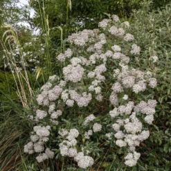 Olearia Macrodonta -Deals Green4Ever Store pl2000045908 card2 lg