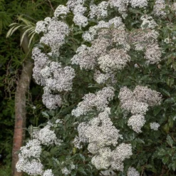 Olearia Macrodonta -Deals Green4Ever Store pl2000045908 card3 lg