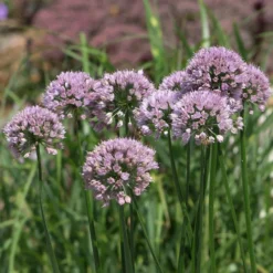Allium Angulosum 'Summer Beauty' -Deals Green4Ever Store pl2000045940 card2 lg