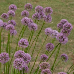 Allium Angulosum 'Summer Beauty' -Deals Green4Ever Store pl2000045940 card3 lg
