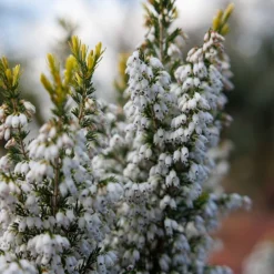 Erica × Veitchii 'Gold Tips' -Deals Green4Ever Store pl2000045944 card2 lg