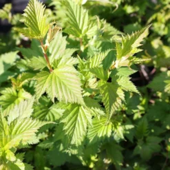 Stephanandra Tanakae -Deals Green4Ever Store pl2000045949 card2 lg