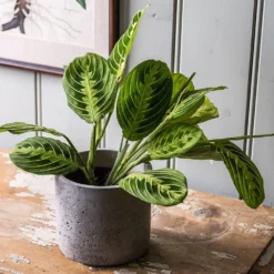 Maranta Leuconeura Var. Erythroneura 'Lemon Lime' -Deals Green4Ever Store pl2000046117 card3 lg