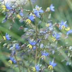 Dianella Revoluta Coolvista ('Allyn-Citation') (PBR) -Deals Green4Ever Store pl2000046251 card3 lg