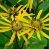 Ligularia Dentata 'Little Golden Ray'