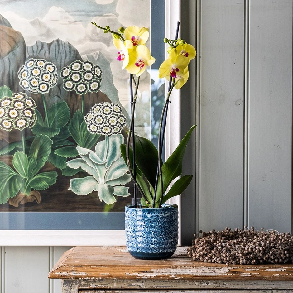 Phalaenopsis 'Miraflore' 1 Phalaenopsis 'Miraflore'