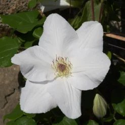 Clematis 'Guernsey Flute' -Deals Green4Ever Store pl2000046367 card5 lg