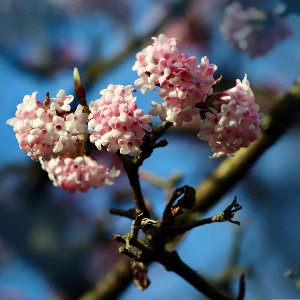 Viburnum Farreri 'December Dwarf' 2 Viburnum Farreri 'December Dwarf' - Image 2