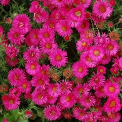 Symphyotrichum Novae-angliae 'Andenken An Alma Pötschke' 3 Symphyotrichum Novae-angliae 'Andenken An Alma Pötschke' -Deals Green4Ever Store pl2000046554 card2 lg