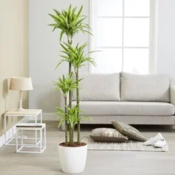 Dracaena Fragrans (Deremensis Group) 'Lemon Lime' -Deals Green4Ever Store pl2000046605 card3 lg