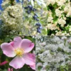 Flowering Species-rich Hedge Good For Wildlife
